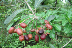 Holigarna arnottiana